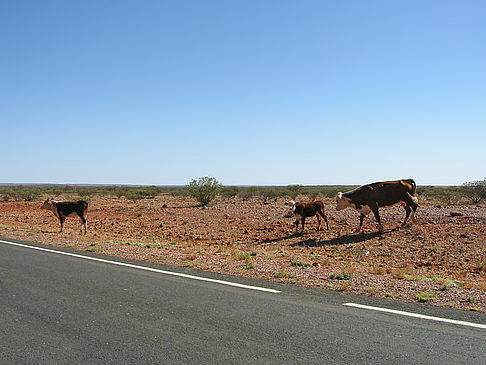 Tiere am Straßenrand - Nordterritorium