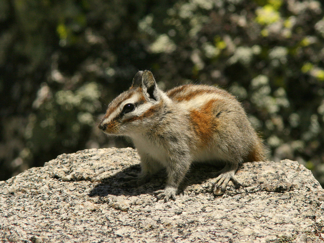 Foto Angeles National Forest